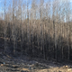 not a hypothetical forest: this is also on our land, and a direct result of clearcutting plus neglect